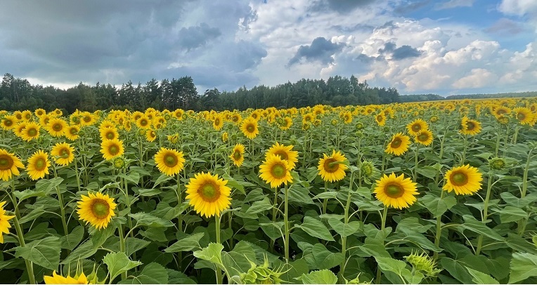 Солнечные поля Дальнеконстантиновского округа
